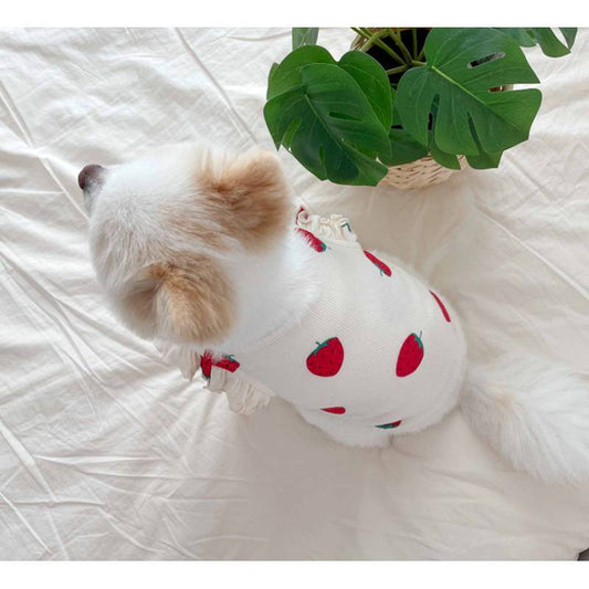 Cat Small Dog Teddy Than Bear Clothes